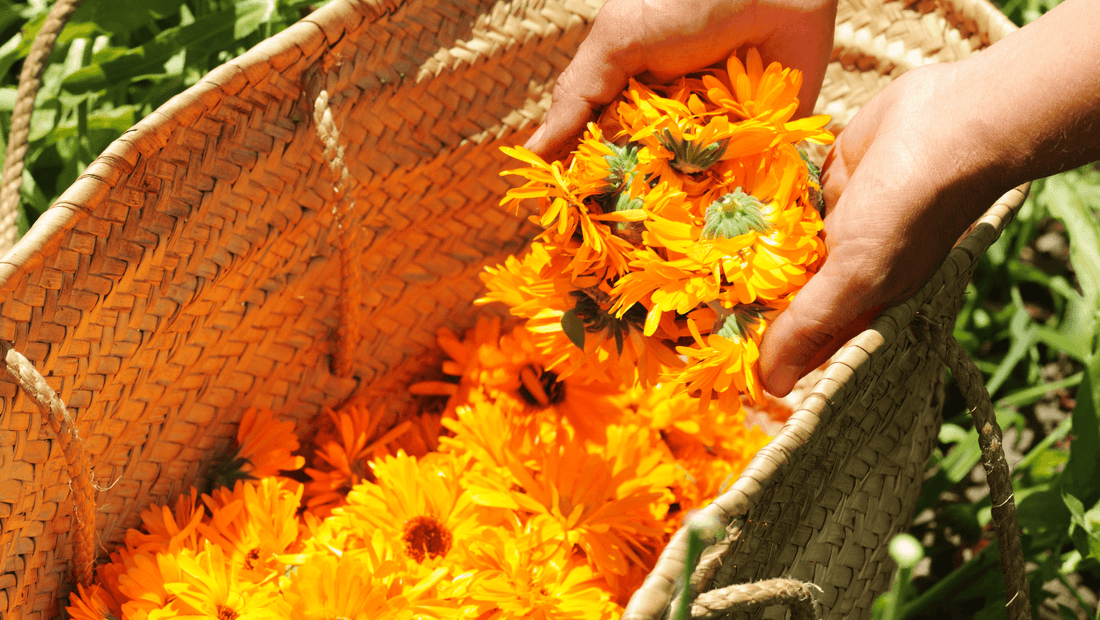 organic calendula cream for healthy skin